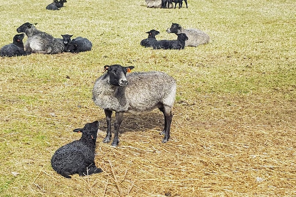Foto van 7 persoons vakantie huis in BLIDÖ-By Traum - Vakantiehuis in BLIDÖ - Untagged
