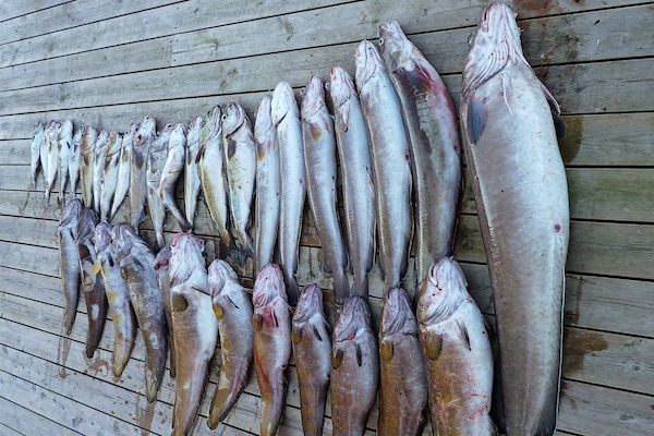 Foto van 8 persoons vakantie huis in Urangsvåg - Vakantiehuis in Urangsvåg - Untagged
