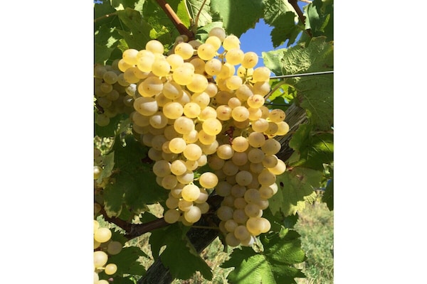 Foto van 3 Weingut Hauerhof 99 - Vakantiehuis in Klosterneuburg - Untagged