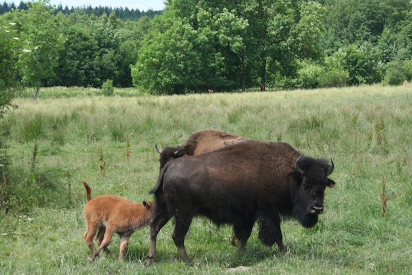 Foto van Natuurretraite voor gezinnen - Vakantiehuis in Lignières - AreaSummer1KM