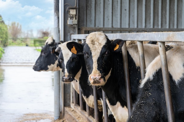 Foto van Comfortabele groepswoning met grote tuin - Vakantiehuis in Diksmuide - Ambiance
