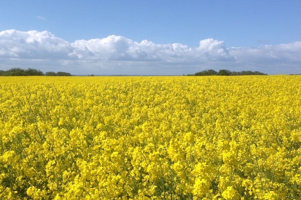 Foto van Dromenvanger Dromen onder een rieten dak - Vakantiehuis in Rerik - Untagged
