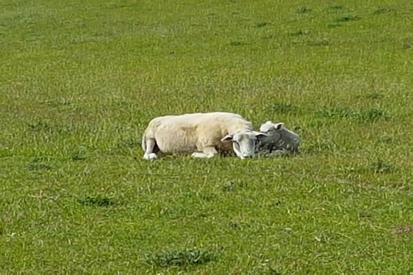 Foto van Crildummersiel Boerderij - Vakantiehuis in Wangerland, Deutschland - Untagged