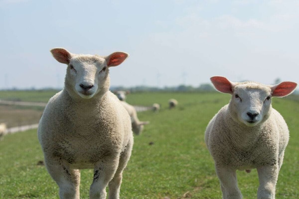 Foto van Crildummersiel Boerderij - Vakantiehuis in Wangerland, Deutschland - Untagged
