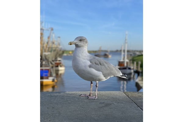 Foto van Een parel uit de Noordzee - Vakantiehuis in Loquard - Untagged