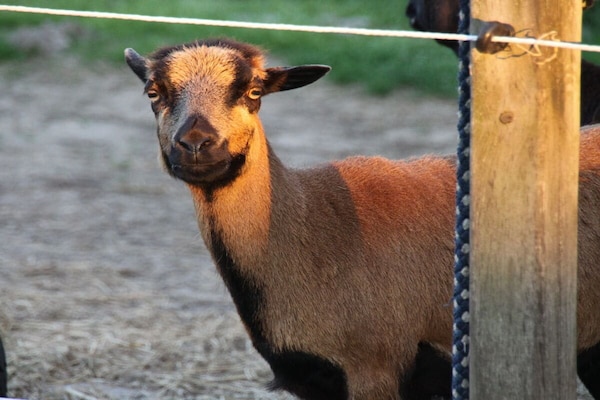 Foto van Deichhasenhof Comfortabele vakantiewoning - Vakantiehuis in Nortmoor - Untagged