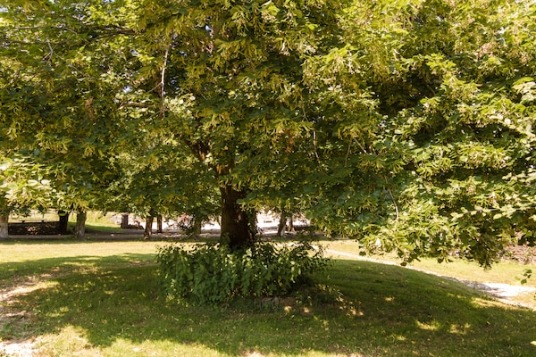 Foto van Cottage in Chaleix bij Bos en Meer - Vakantiehuis in Chalais - ViewSummer