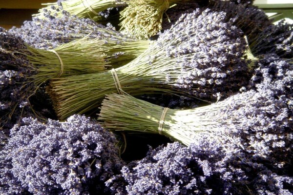 Foto van Charmant vakantiehuis met privétuin - Vakantiehuis in La Garde Freinet - AreaSummer20KM