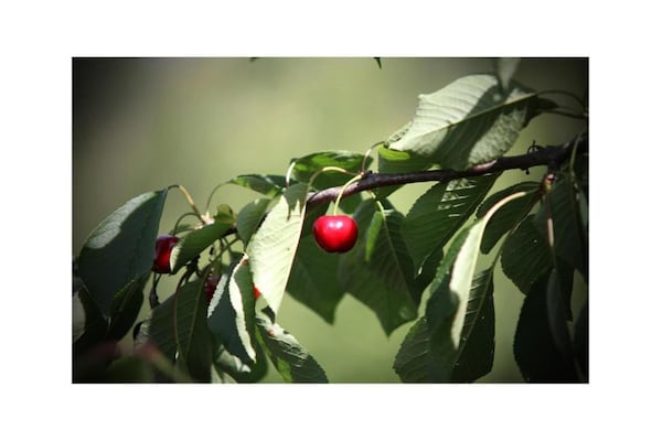 Foto van Vakantiehuis in Chianti met zwembad en tuin - Vakantiehuis in San Donato in Poggio - AreaSummer20KM