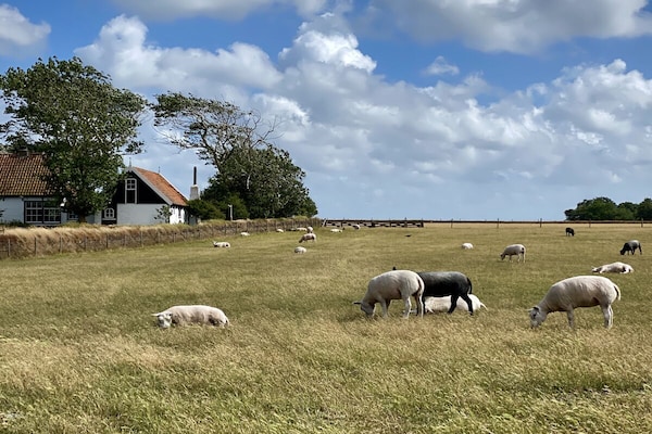 Foto van Familievilla Orchismient 17 - Vakantiehuis in De Koog - Untagged